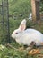 A Pair of Flemish x NZ White kittens for sale Carousel 5