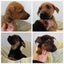 The "J" Litter *Whangarei Animal Management* Carousel 1