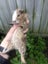 Guinea Pigs Carousel 4