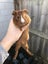 Guinea Pigs Carousel 5
