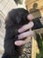 Guinea Pigs Carousel 6