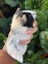 Guinea Pigs Carousel 7