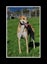 Louie - Gentle Greyhound with the softest eyes Carousel 8