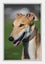 Louie - Gentle Greyhound with the softest eyes Carousel 5