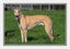 Louie - Gentle Greyhound with the softest eyes Carousel 4