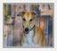 Louie - Gentle Greyhound with the softest eyes Carousel 9