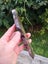 Pounamu Greenstone Nelson Jade Good Quality carving slab $1 reserve MAY DEALS Carousel 3