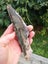 Pounamu Greenstone Nelson Jade Good Quality carving slab $1 reserve MAY DEALS Carousel 5