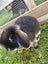 Cutest male mini lop bunny Carousel 1