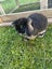 Cutest male mini lop bunny Carousel 2