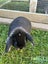 Cutest male mini lop bunny Carousel 3