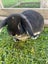 Cutest male mini lop bunny Carousel 4