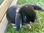 Cutest male mini lop bunny Carousel 5