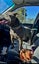 English Staffordshire bull terrier Pups Carousel 5