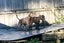 English Staffordshire bull terrier Pups Carousel 2