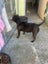 English Staffordshire bull terrier Pups Carousel 7