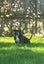 English Staffordshire bull terrier Pups Carousel 3