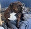 English Staffordshire bull terrier Pups Carousel 4
