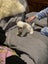 Puppies Carousel 3