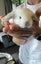 Minilop Bunnies Carousel 6