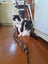 Brave Paws Cat Rescue - Cat - Dave Carousel 13
