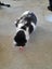 Brave Paws Cat Rescue - Cat - Dave Carousel 7