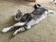 Brave Paws Cat Rescue - Cat - Casey Carousel 3