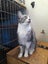 Brave Paws Cat Rescue - Cat - Casey Carousel 8
