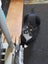 Brave Paws Cat Rescue - Adult - Timmy Carousel 5
