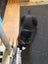 Brave Paws Cat Rescue - Adult - Timmy Carousel 8