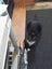 Brave Paws Cat Rescue - Adult - Timmy Carousel 9