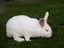 Californian X NZ White Rabbits Carousel 2