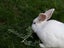 Californian X NZ White Rabbits Carousel 11
