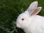 Californian X NZ White Rabbits Carousel 1