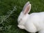Californian X NZ White Rabbits Carousel 3