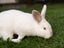 Californian X NZ White Rabbits Carousel 7