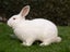 Californian X NZ White Rabbits Carousel 4
