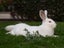 Californian X NZ White Rabbits Carousel 8