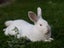 Californian X NZ White Rabbits Carousel 9
