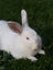 Californian X NZ White Rabbits Carousel 10