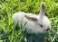 Purebred Mini lop Rabbit Babies Carousel 6