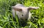 Purebred Mini lop Rabbit Babies Carousel 4