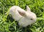 Purebred Mini lop Rabbit Babies Carousel 8