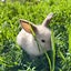 Purebred Mini lop Rabbit Babies Carousel 2