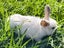 Purebred Mini lop Rabbit Babies Carousel 7