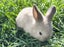 Purebred Mini lop Rabbit Babies Carousel 3