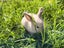 Purebred Mini lop Rabbit Babies Carousel 9