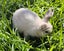 Purebred Mini lop Rabbit Babies Carousel 10