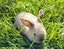 Purebred Mini lop Rabbit Babies Carousel 5
