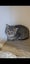 Tabby Kitten Carousel 1